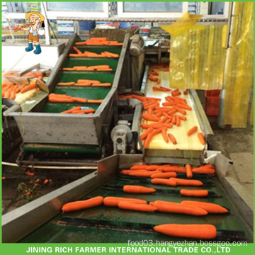 Chinese Fresh Red Carrots 2015 Hot